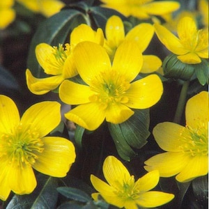 May include: Close-up of bright yellow flowers with multiple petals. The flowers are in focus, while the green leaves behind them are slightly blurred.