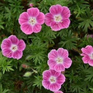 May include: Close-up of vibrant pink flowers with white centers, surrounded by green foliage. The petals have a delicate, veined texture. The flowers are in full bloom, creating a lush, natural scene.