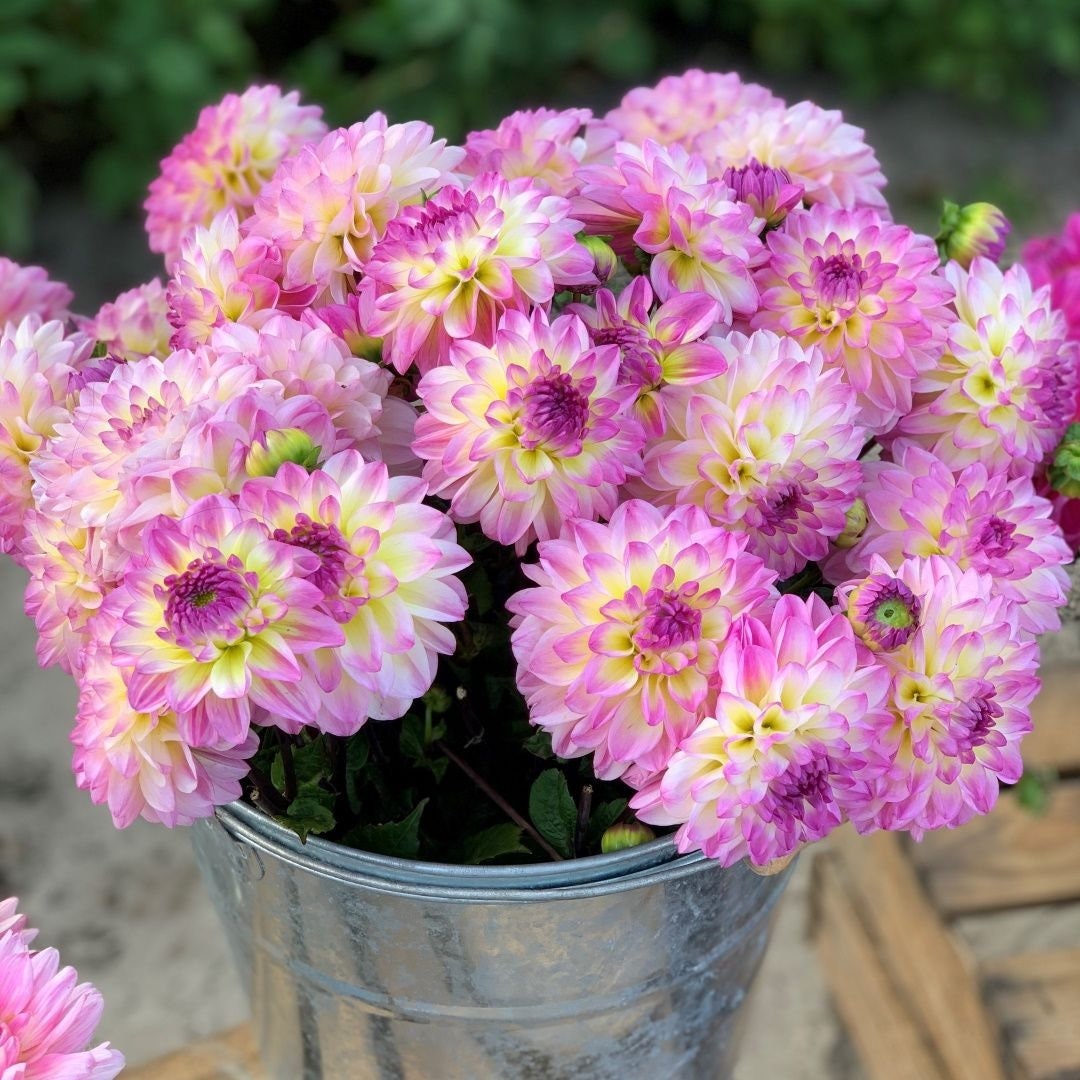 El Paso Decorative Dahlia tuber - Lilac-pink with a cream and yellow heart -120 days of blooms!!! Elegant Small Flowering Dahlia Variety