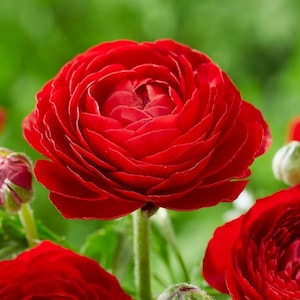 May include: A close-up of a vibrant red ranunculus flower with multiple layers of petals. The flower is in focus, while the background is blurred, creating a soft, dreamy effect.