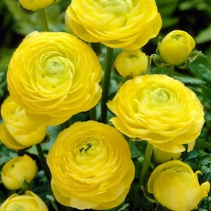 May include: A bouquet of bright yellow ranunculus flowers in full bloom. The flowers have multiple layers of petals and are arranged in a cluster.