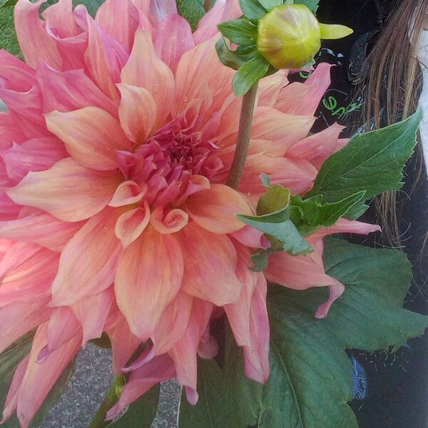 Belle of Bamera Dahlia Tuber - Incredible Gigantic Dinnerplate -  Sunset hues that run from Apricot and Coral to Raspberry and Rose Pink