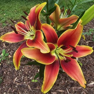 chlorophytum pixie punk Leaf Joy Chlorophytum Pixie Punk – Blessed Blooms Flower Farm main image 1