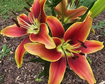 2 Rose Lily Flower Bulbs F5213-51 - Etsy