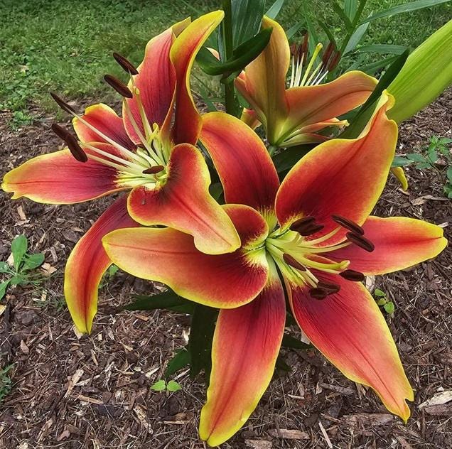 Avalon Sunset Lily Bulbs - Oriental X Asiatic Hybrid - Fragrant