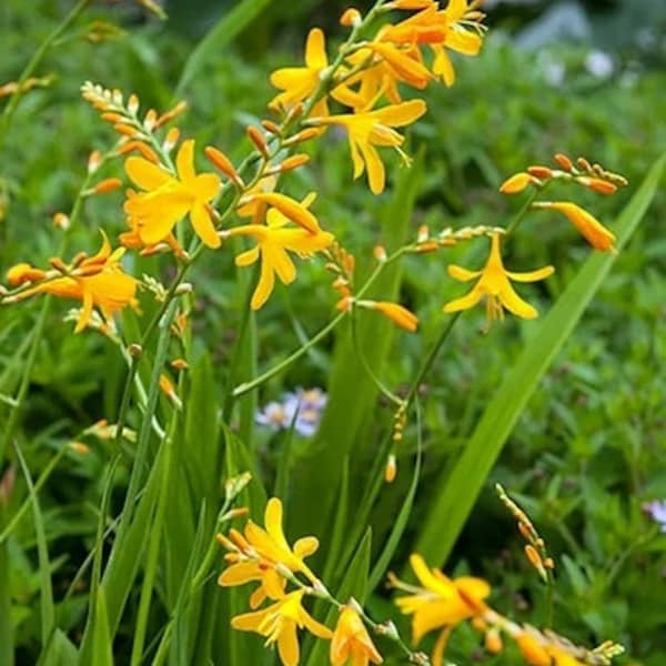 Sunglow Crocosmia Flower Bulbs - Hardy Perennial Plants - Bright yellow flowers - Sword-like Foliage - Attracts Hummingbirds - Full Sun