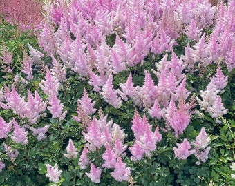 Astilbe Ice Cream Shade Plant - Bare Root Division - Shades of Pretty Pink - Live Hardy Perennial - for a Beautiful Shade Garden