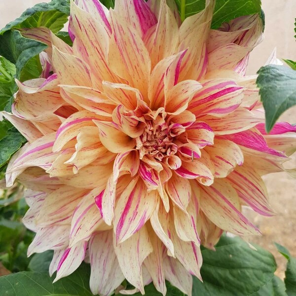 Cafe Au Lait Twist Dinnerplate Dahlia Tuber - Pink lines down each Pale Pink Petal - 120 days of blooms - Full Sun