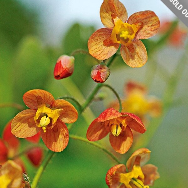 Epimedium Orange Queen Bare Root - Fairy Wings - Shade Tolerant - Drought Resistant - Blooms April/ May - Hardy Perennial - Low Maintenance