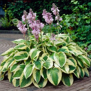 Hosta 'Wide Brim' - Perennial Shade Plant - Dark green leaves (to 8" by 6") tinged with blue and variegated - 2-3 eye bare-root divisions!!!