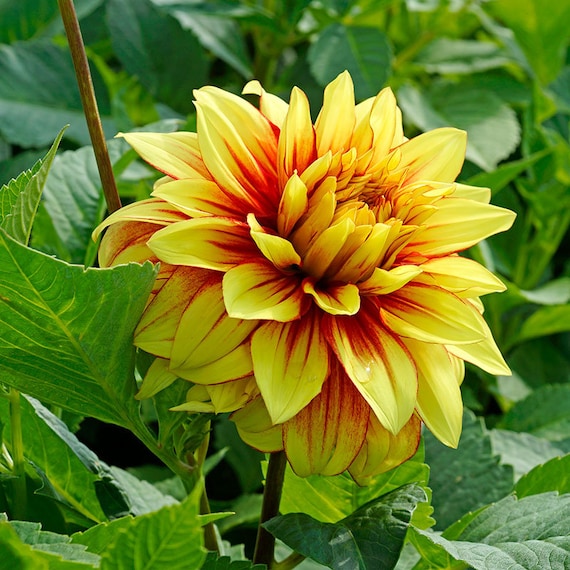 Dinnerplate Dahlia! 'dazzling Sun' Tubers - 8