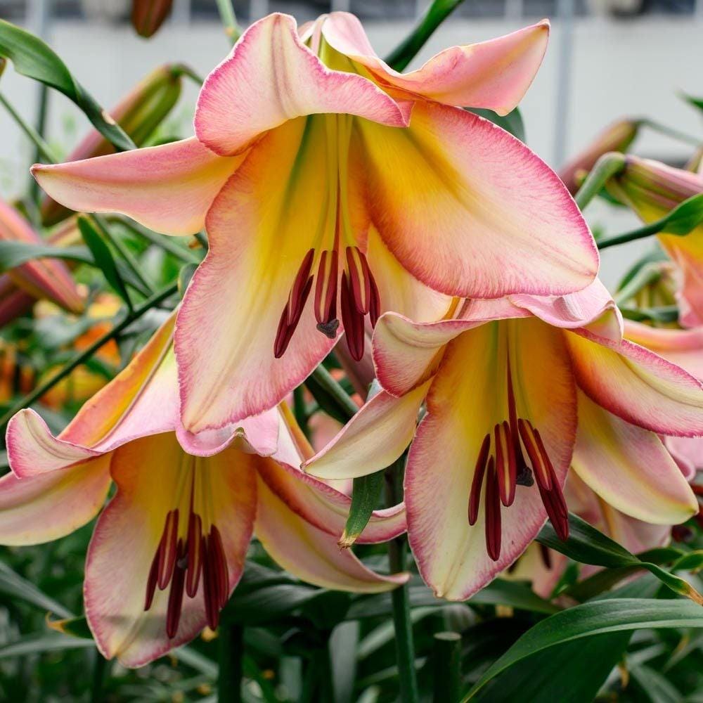 Beijing Moon Lily Flower Bulbs - Huge Trumpet Blooms 10-12