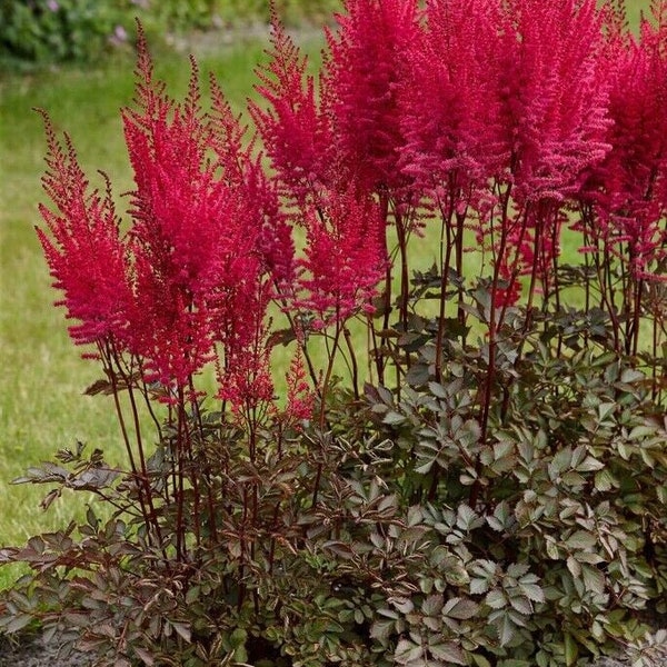 Astilbe Mighty Chocolate Cherry Shade Plant - Bare Root Division - Live Hardy Perennial - for a Beautiful Shade Garden - Red Blooms - Easy