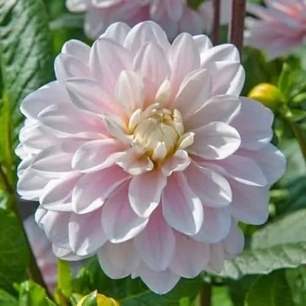 Silver Years Decorative Waterlily Dahlia Tuber - Blooms of soft pink w/ cream colored centers -  120 days of blooms - Full Sun