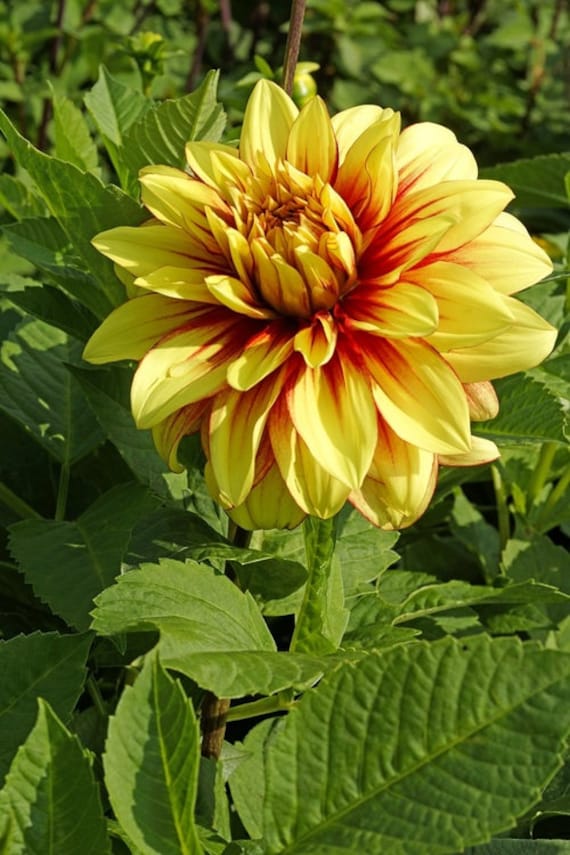 DAHLIA　ヨーヨー　リクリエーション　アノマリー　オレンジ ヨーヨー :: アノマリー - ヨーヨーリクリエーションストア