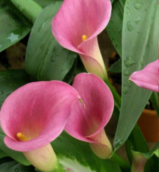 Bulbo de cala Rehmanni: flores enormes, exóticas, de color rosa pastel en tallos altos - Planta de cala tropical - Perenne