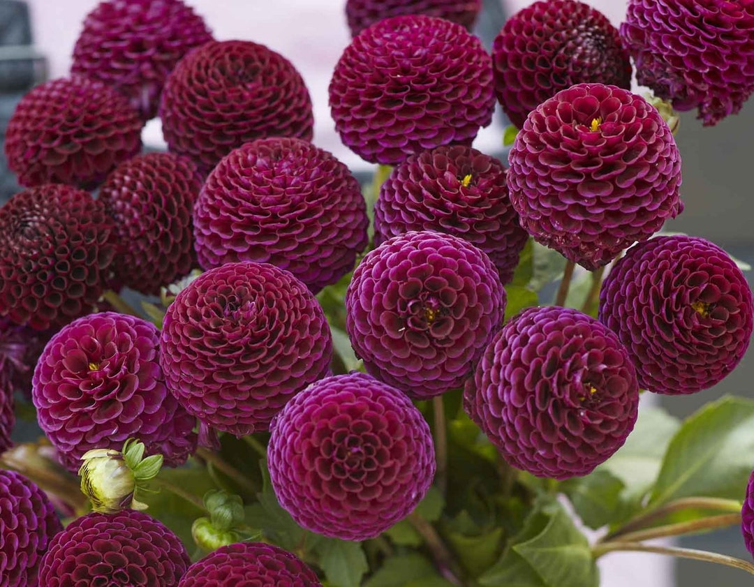 Rocco Dahlia Tubers Adorable Boysenberrycolored Pompon Etsy Australia