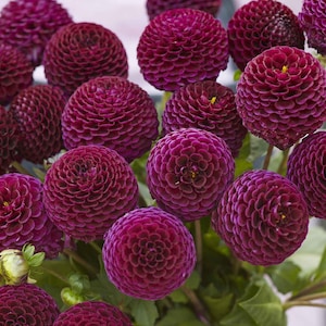 May include: A bouquet of deep purple dahlia flowers with a ball-shaped bloom. The flowers are arranged in a vase and have green leaves.