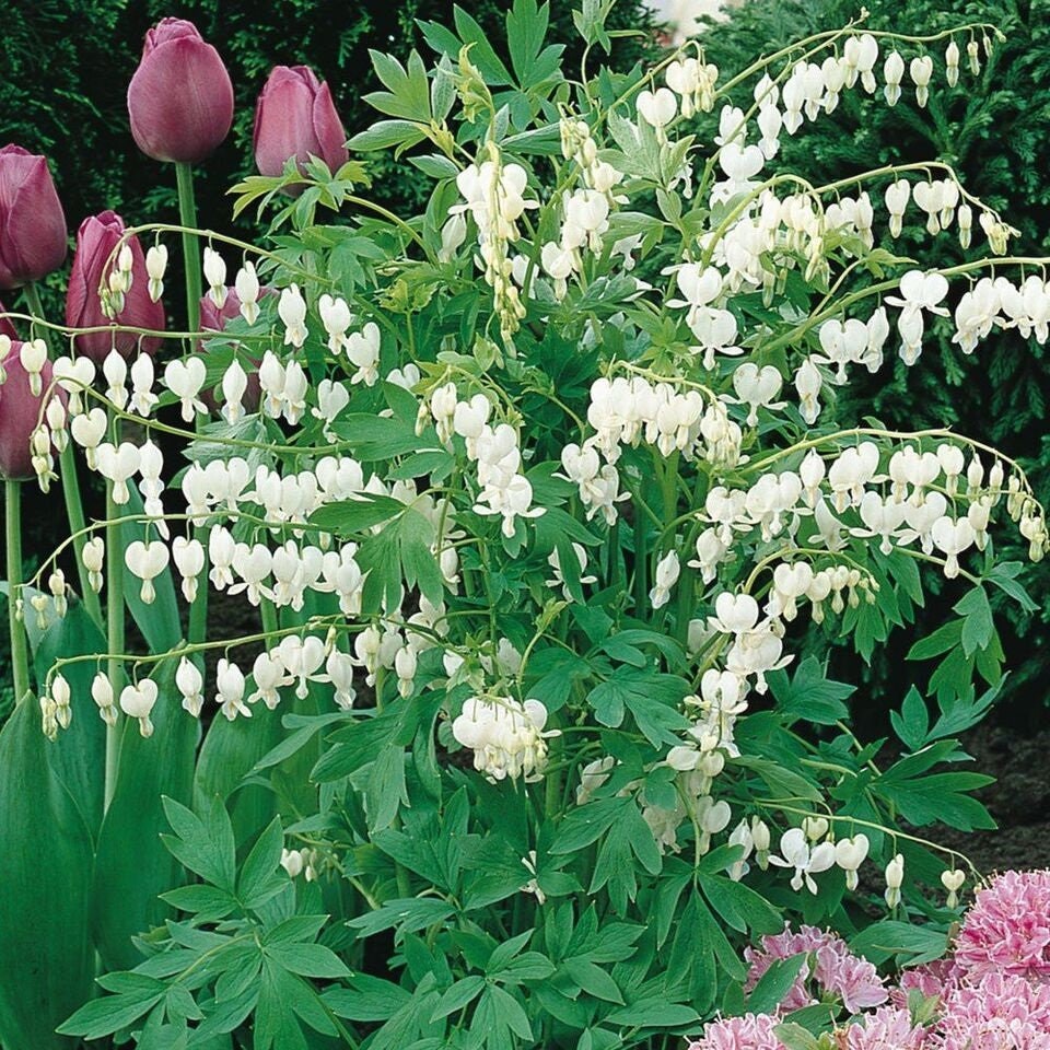 White Bleeding Heart Bare Root Division - Perennial - Partial to Full Shade Plant - Blooms April to May - Easily Grown - Cold Hardy