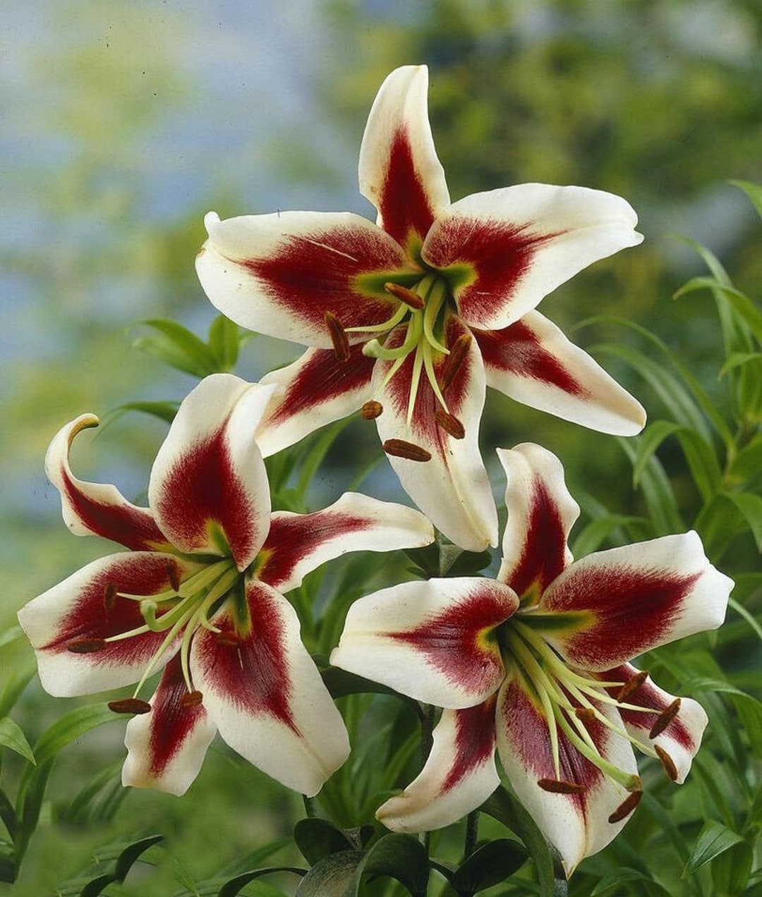 Beverly Dreams Tree Lily Flower Bulbs - Green & Yellow Centers ...
