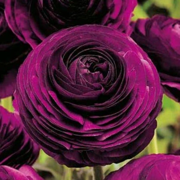 Majestic Purple Ranunculus tubers - Full sun to partial shade - One of the best flowers for cutting