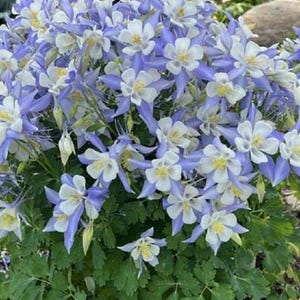 May include: A cluster of blue and white columbine flowers in bloom. The flowers have five petals each and are arranged in a bouquet-like shape. The flowers are surrounded by green foliage.