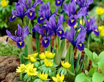 May include: A cluster of vibrant purple iris flowers with yellow accents in the center, surrounded by lush green foliage and bright yellow flowers. The image showcases a variety of spring blooms in a garden setting.