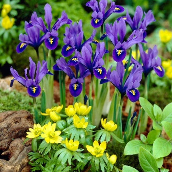 Bearded Iris Bulbs Etsy