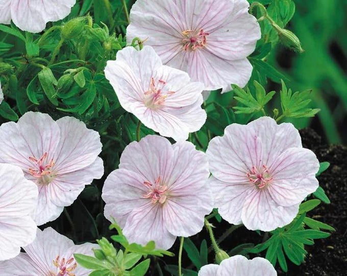 Geranium 'striatum' - BLOODY CRANESBILL - Pink Ground Cover- June to ...