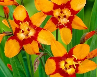 Montbretia 'peach Melba' Hot Coral-peach-orange Flowers a