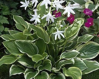 So Sweet Hosta  - Sun to Shade Tolerant - Plants grow 2-3 feet tall & 3-5 Feet Wide - Hummingbird Flowers - Bare Root Division