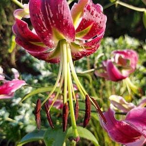 Deep Raspberry Color Flowers Black Beauty Lily Flower Bulbs - 4-7' Tall - Late Summer Prolific ...