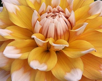 Seattle Dinnerplate Dahlia tubers - 8" Blooms of Golden Yellow flowers w/ White Tips - 3-4' Tall - 120 days of blooms - Full Sun
