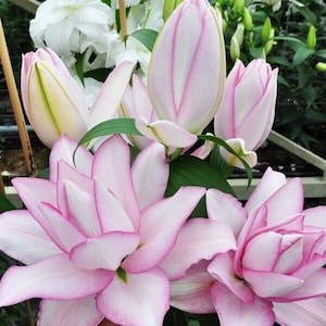 Anouska Rose Lily Bulbs - Classic White Blooms with Candy Pink Edging - Plants 2' tall - Fragrant - Cold Hardy - Perennial