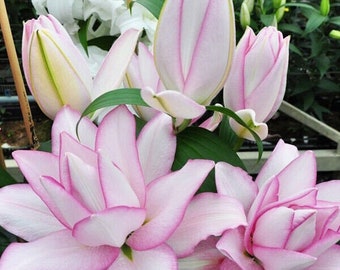 Anouska Rose Lily Bulbs - Incredible Classic White Blooms with Bright Candy Pink Edging - Plants 2&#39; tall - Fragrant - Cold Hardy Perennial
