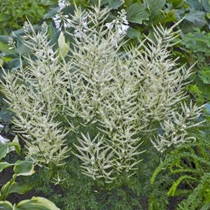 Aruncus Fairy Hair - DWARF GOAT&#39;S BEARD - Bare Root Division-  White Feather Shaped Blooms - Live Perennial Plant - Beautiful Shade Garden!