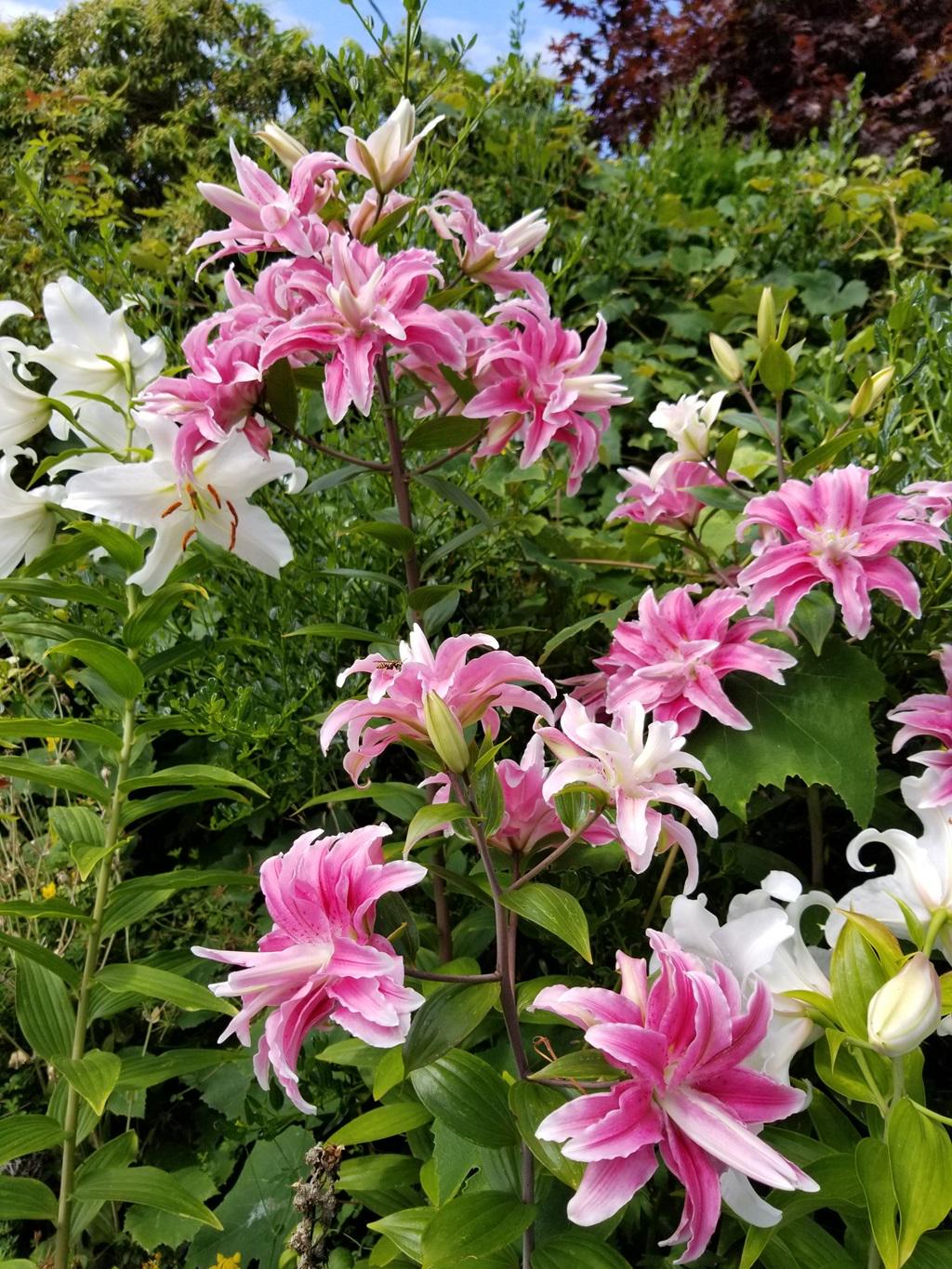 Magic Star Rose Lily Bulbs - Fully Double Two-tone Pink
