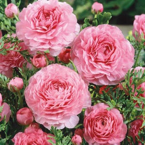 May include: A cluster of pink ranunculus flowers in full bloom. The flowers have multiple layers of petals and are arranged in a bouquet-like formation.