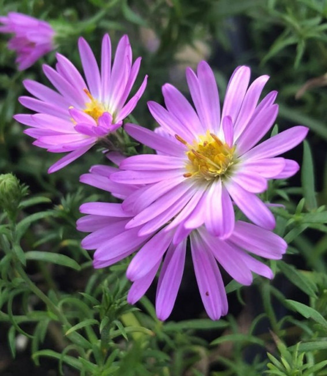 Aster