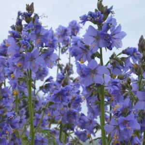 May include: A cluster of vibrant blue flowers with yellow centers, blooming in a garden setting. The flowers are arranged in a bouquet-like formation, showcasing their delicate petals and intricate details.