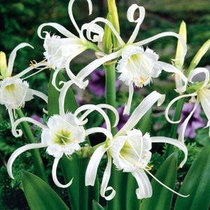 Hymenocallis 'Festalis' SPIDER LILY Flower Bulbs - Peruvian Daffodil - Attractive Plants grow 24 to 30" tall - Incredibly Fragrant Blooms!!!