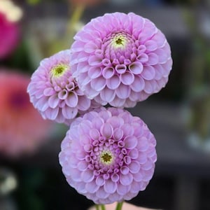 May include: A rustic wooden sign with the text "Welcome to our home" in white lettering. The sign features a distressed finish and a simple, inviting design, perfect for entryway decor.