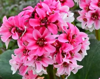 Dragonfly Sakura Live Plant - Bergenia - Rose Pink Clusters of Blooms - Thick Waxy Green Foliage - Shade Tolerant - Perennial - Hardy