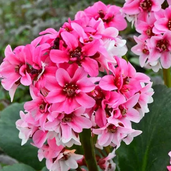 Dragonfly Sakura Live Plant - Bergenia - Rose Pink Clusters of Blooms - Thick Waxy Green Foliage - Shade Tolerant - Perennial - Hardy