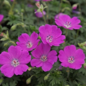 May include: A handmade wooden sign with the text "Welcome" in a playful font. The sign features a distressed white background and a dark brown frame, perfect for a front door or entryway. The sign measures approximately 12 inches wide and 6 inches tall.