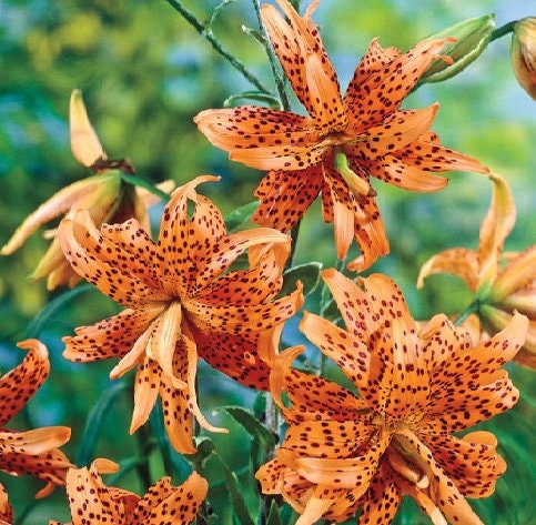Lilium Montanum & Digitalis flower リトグラフ Flore Pleno Double Tiger Lily - Rare Hybrid - Double Orange