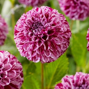 Marble Ball Dahlia tuber - Mix of Purple and White 4" Flowers set against Dark Green Foliage - 120 days of blooms - Full Sun