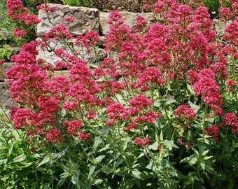 Red Valerian Live Plant - Jupiter's Beard - Star-shaped Pink to Red Flowers - Fragrant - Hardy Perennial - Attracts Pollinators - Hardy 5-8