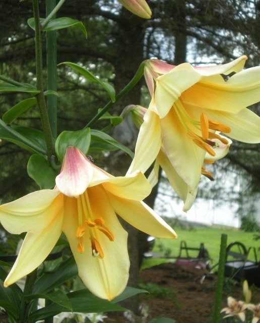Miss Peculiar Tree Lily - Giant 11" Trumpet-Shaped Flowers On Tall, Strong Stems - USDA Zones 3-8 - Hardy Perennial - Lightly Fragrant