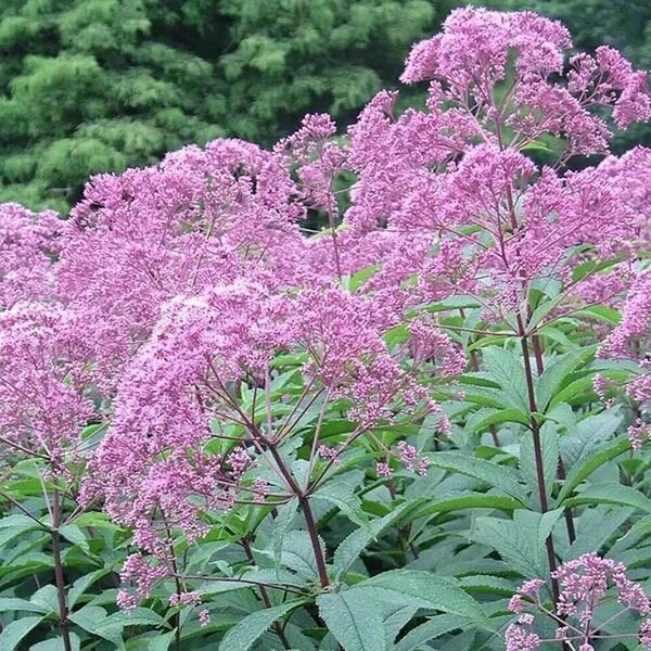 Joe Pye Weed Bare Root Division - Attracts Pollinators - Mauve to Purple Blooms - Late Summer - Full Sun - Perennial - Naturalizes Well